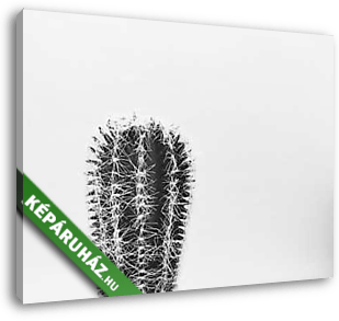 Kaktusz - vászonkép 3D látványterv