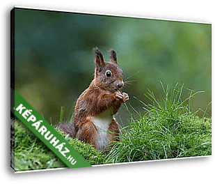 Vörös mókus - vászonkép 3D látványterv