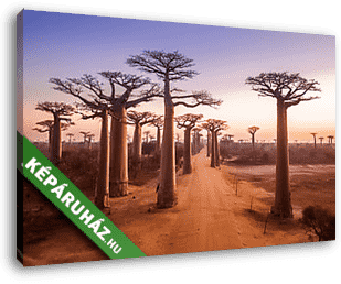 Afrikai naplemente a majomkenyérfa úton - vászonkép 3D látványterv