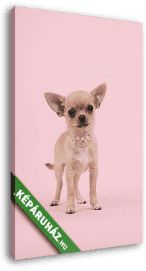 Aranyos chihuahua kutya kutya visel egy gyöngy nyaklánc állt a  - vászonkép 3D látványterv