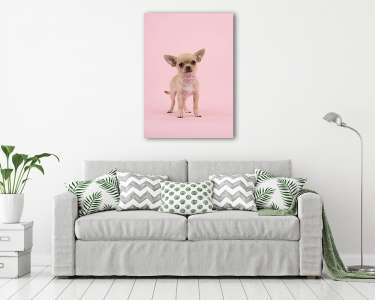 Aranyos chihuahua kutya kutya visel egy gyöngy nyaklánc állt a  (vászonkép) - vászonkép, falikép otthonra és irodába