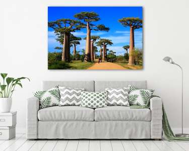 Baobab fák útja, Madagaszkár (vászonkép) - vászonkép, falikép otthonra és irodába