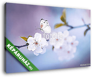 Beautiful white butterfly and branch of blossoming cherry in spr - vászonkép 3D látványterv