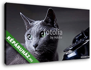 Macska és a telefon - vászonkép 3D látványterv