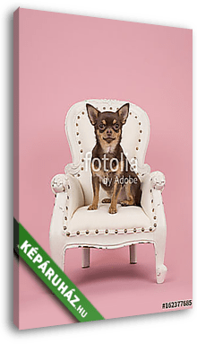 Barna chihuahua kutya ül egy fehér barokk székben egy rózsaszín  - vászonkép 3D látványterv