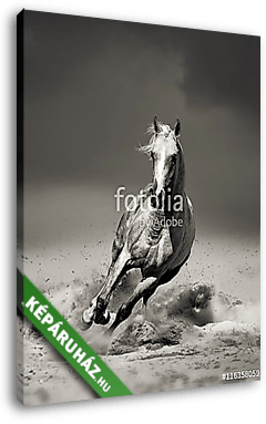arab ló sivatagban fut - vászonkép 3D látványterv