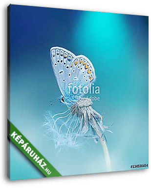Beautiful tender delicate butterfly on a clean blue background c - vászonkép 3D látványterv