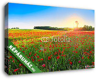 Poppies field at sunset - vászonkép 3D látványterv