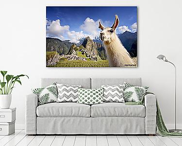 Llama a Machu Picchu-ban, Peru (vászonkép) - vászonkép, falikép otthonra és irodába