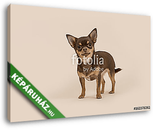 Chihuahua kutyája állt, és a kamerát egy krém háton nézte - vászonkép 3D látványterv