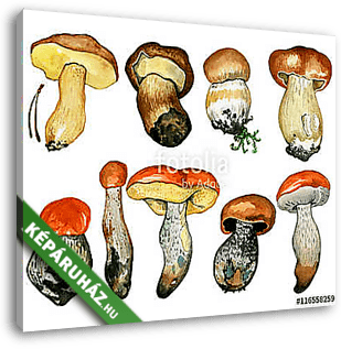 Wild mushrooms. Hand drawn watercolor painting isolated over whi - vászonkép 3D látványterv
