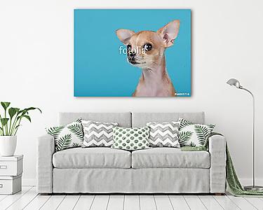 Vicces portré egy aranyos chihuahua kutya kék alapon (vászonkép) - vászonkép, falikép otthonra és irodába