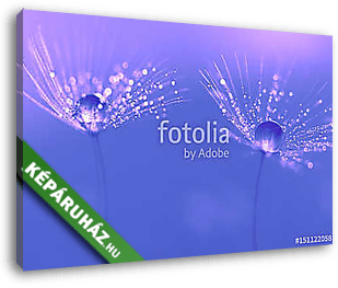 Dandelion seeds with water drops and beautiful shades - vászonkép 3D látványterv