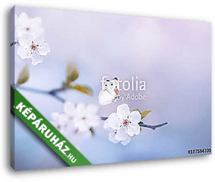 Beautiful white butterfly and branch of blossoming cherry in spr - vászonkép 3D látványterv
