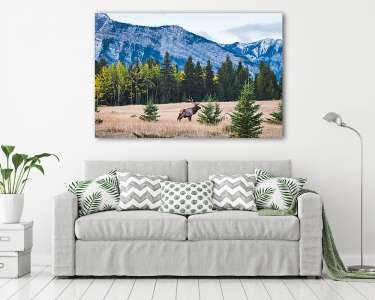Wild elk in the Canadian Rockies, Banff National Park (vászonkép) - vászonkép, falikép otthonra és irodába