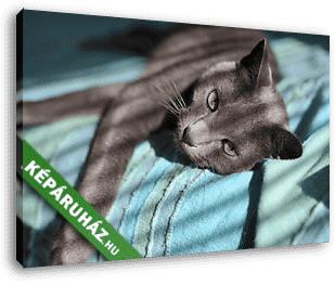 Orosz kék cica napsütésben - vászonkép 3D látványterv