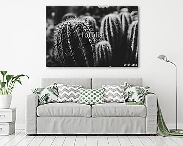 Kaktus schwarz-weiß (vászonkép) - vászonkép, falikép otthonra és irodába