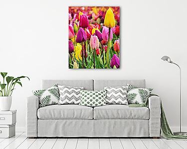 Tulipán fesztivál Woodburnben - átdolgozás (vászonkép) - vászonkép, falikép otthonra és irodába