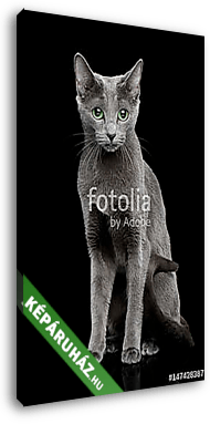 Portré egy orosz kék macskáról - vászonkép 3D látványterv