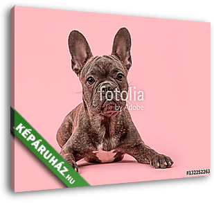 aranyos francia bulldog kutya rózsaszín háttérrel - vászonkép 3D látványterv