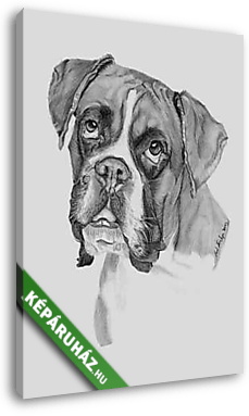 Boxer kutyus rajz - vászonkép 3D látványterv