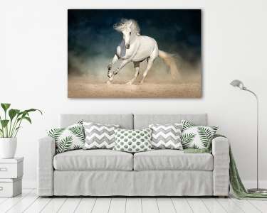 A fehér ló a por sötét háttér előtt fut előre (vászonkép) - vászonkép, falikép otthonra és irodába