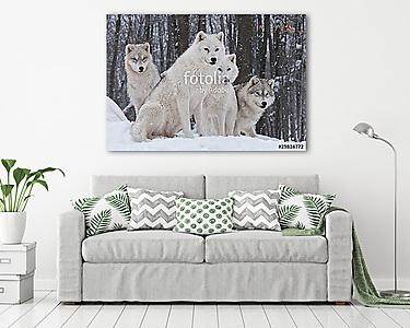Arctic Wolf Pack (vászonkép) - vászonkép, falikép otthonra és irodába