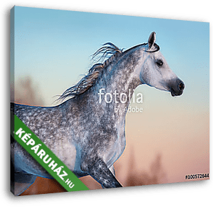 Szürke, fajtiszta arab ló az esti égbolton - vászonkép 3D látványterv