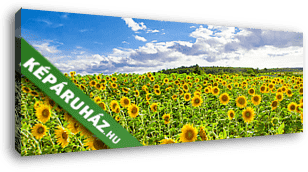Field with sunflowers - Swabian alb közelében - vászonkép 3D látványterv