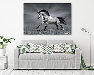 Gesztenye ló mozgásban (vászonkép) - vászonkép, falikép otthonra és irodába