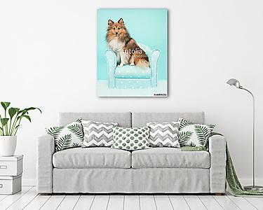 Szép shetlandi juhászkutya vagy sheltie türkiz székben (vászonkép) - vászonkép, falikép otthonra és irodába