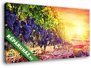 Érett szőlő a szőlőben a naplementében - szüret - vászonkép 3D látványterv