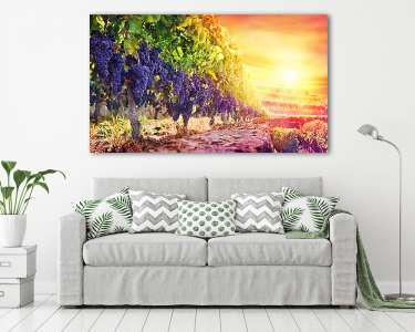 Érett szőlő a szőlőben a naplementében - szüret (vászonkép) - vászonkép, falikép otthonra és irodába
