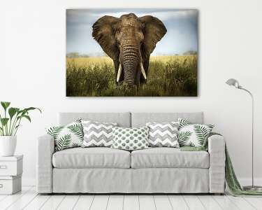elefánt háttere (vászonkép) - vászonkép, falikép otthonra és irodába