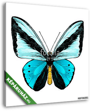 butterfly symmetric top view of light blue and blue colors, sket - vászonkép 3D látványterv
