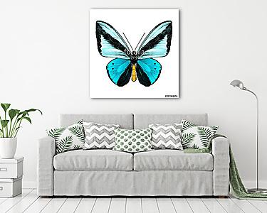 butterfly symmetric top view of light blue and blue colors, sket (vászonkép) - vászonkép, falikép otthonra és irodába