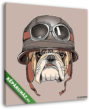 Bulldog portrait in a retro helmet of Racer. Vector illustration - vászonkép 3D látványterv
