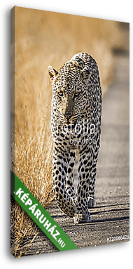 Leopard in Kruger National park, South Africa - vászonkép 3D látványterv