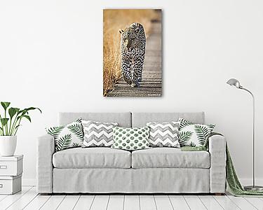 Leopard in Kruger National park, South Africa (vászonkép) - vászonkép, falikép otthonra és irodába