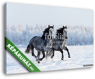 Galambszürke lovak a hóban - vászonkép 3D látványterv