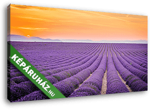 Valensole, Provence, Franciaország. Lavender mező tele lila flow - vászonkép 3D látványterv