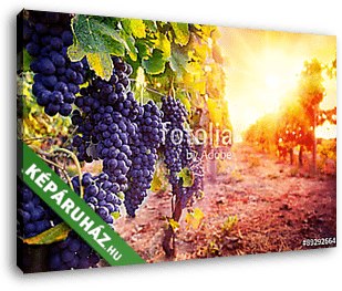 szőlőültetvény érett szőlővel a vidéken napnyugtakor - vászonkép 3D látványterv