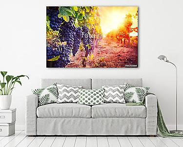 szőlőültetvény érett szőlővel a vidéken napnyugtakor (vászonkép) - vászonkép, falikép otthonra és irodába