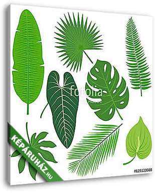 Trópusi növények levelei - vászonkép 3D látványterv