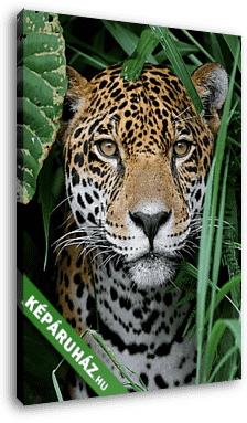 Jaguar in Amazon Forest - vászonkép 3D látványterv