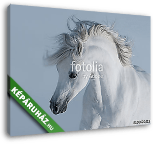Tiszta fehér arab ló - vászonkép 3D látványterv