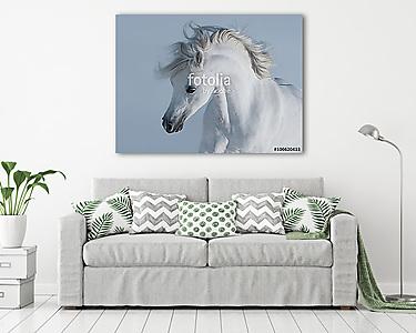 Tiszta fehér arab ló (vászonkép) - vászonkép, falikép otthonra és irodába