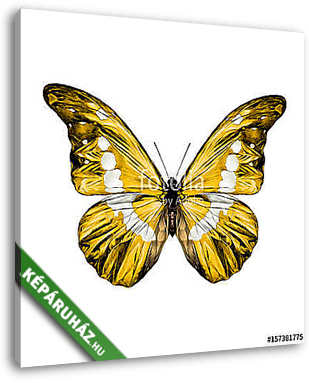 yellow butterfly with white spots on the wings of the symmetric  - vászonkép 3D látványterv