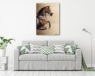 Közelkép a gesztenyés ugráló ló egy hackamore (vászonkép) - vászonkép, falikép otthonra és irodába