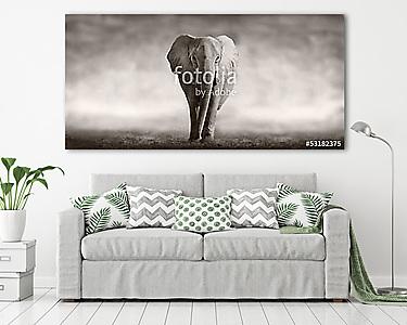 Elefánt ködös háttérrel (vászonkép) - vászonkép, falikép otthonra és irodába